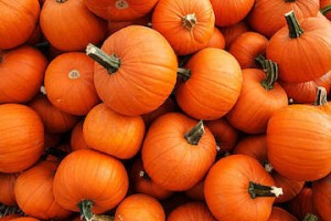 pumpkins copy.jpg